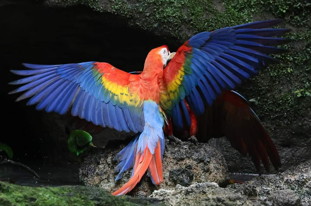 Amazon Rainforest Meets The Enchanted Galapagos