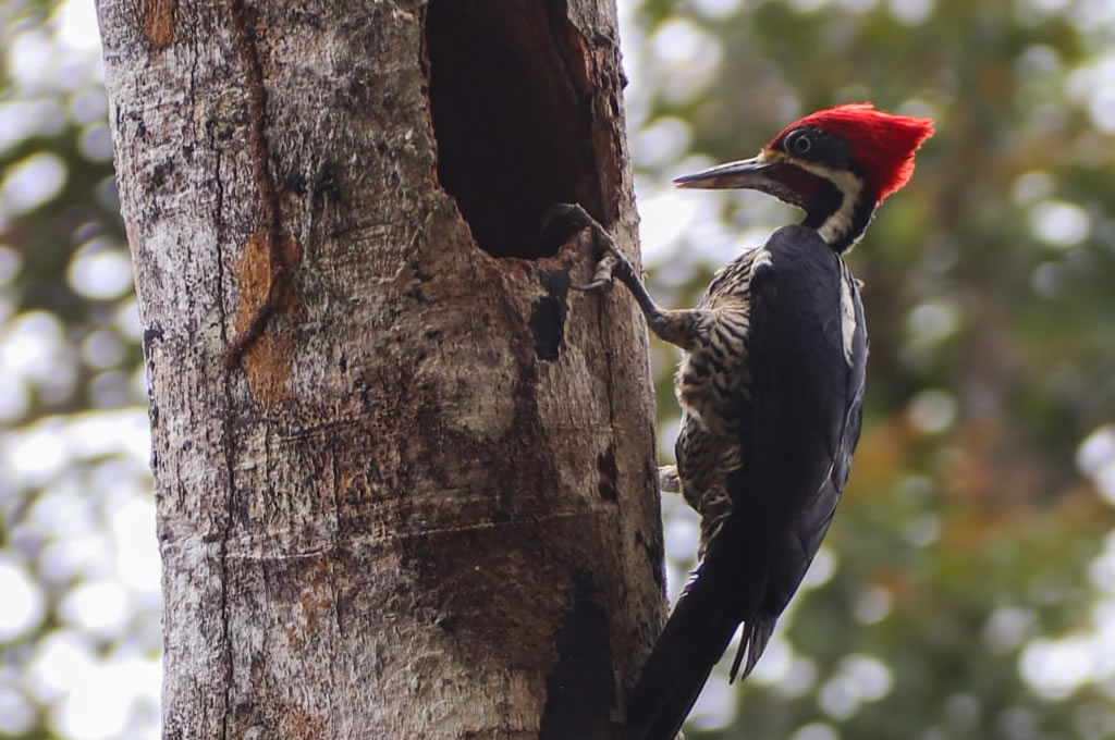 Amazon Rainforest Meets The Enchanted Galapagos