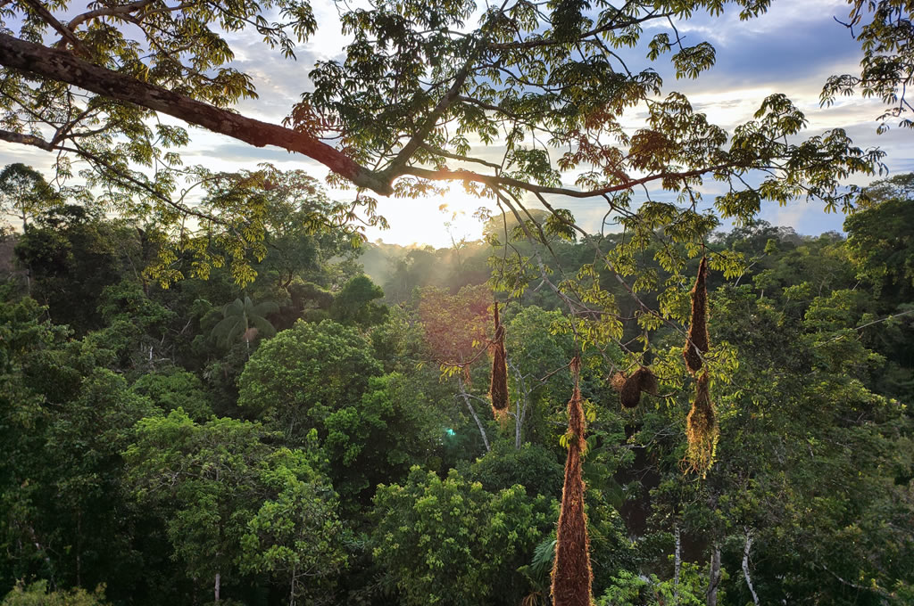 Amazon Rainforest Meets The Enchanted Galapagos