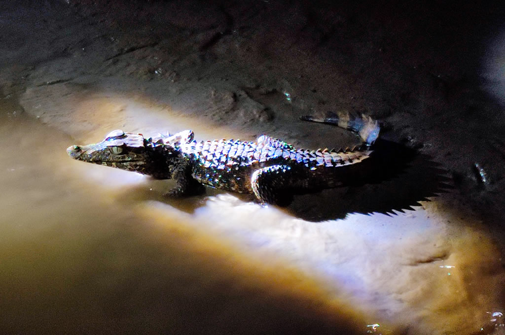 Amazon Rainforest Meets The Enchanted Galapagos