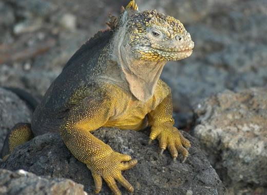 Acerca de las Islas Galapagos