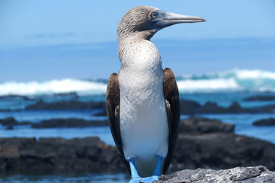 Acerca de las Islas Galapagos