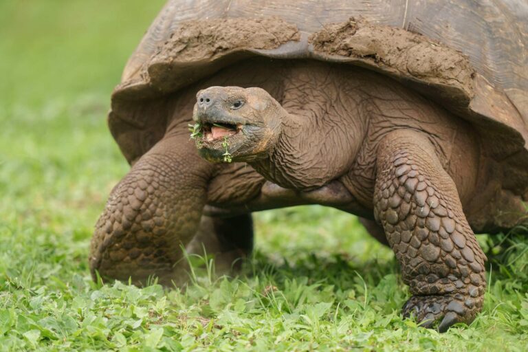 Tortoises on the Highlands