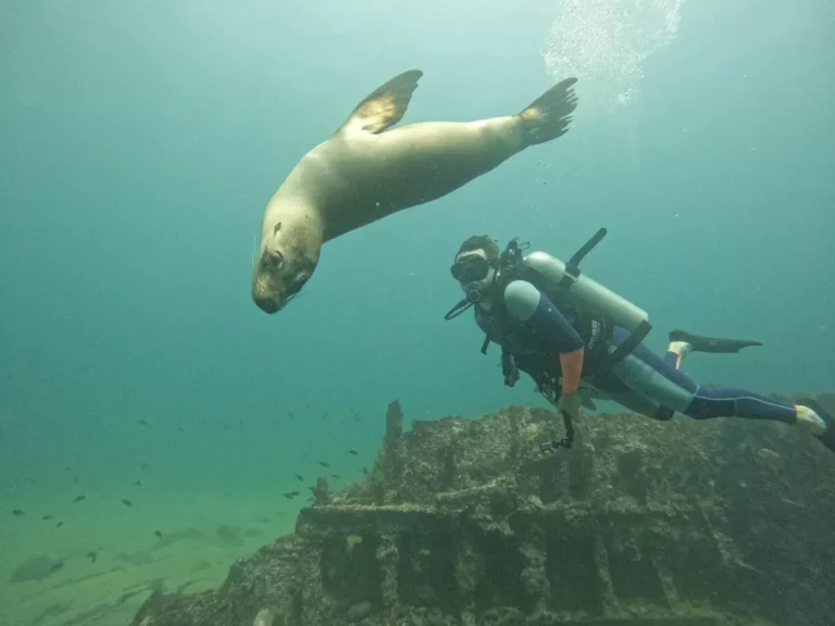 Tour de Buceo Daphne Minor
