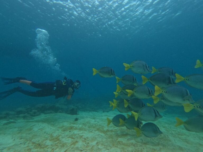 Tour de Buceo Isla Española