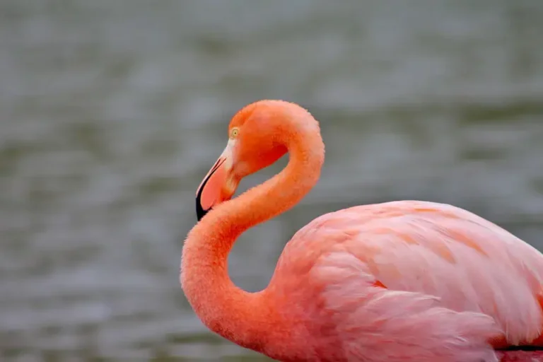 flamingos