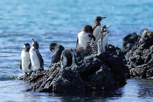 penguins